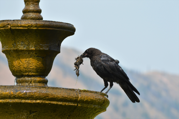 HC Fountain Visitor